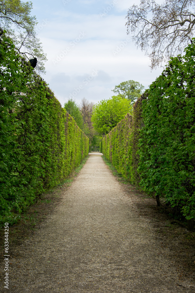 path surrounded by green bushes
