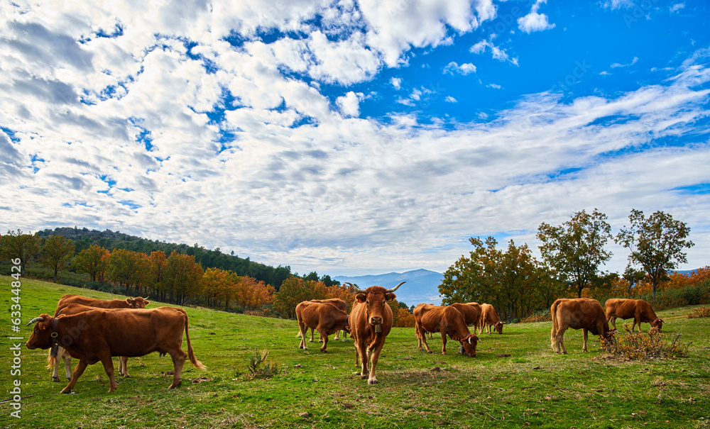 Cows mowing in the country
