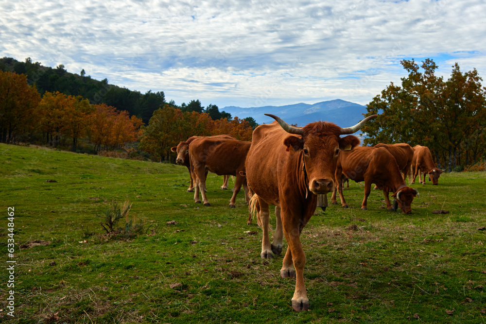 Cows mowing in the country