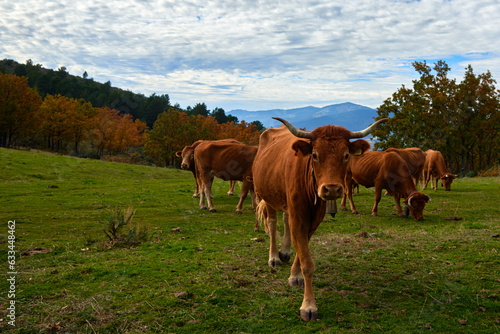 Cows mowing in the country © Sergio