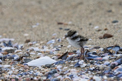 Chick of Common ringed plover (Charadrius hiaticula) on the beach 