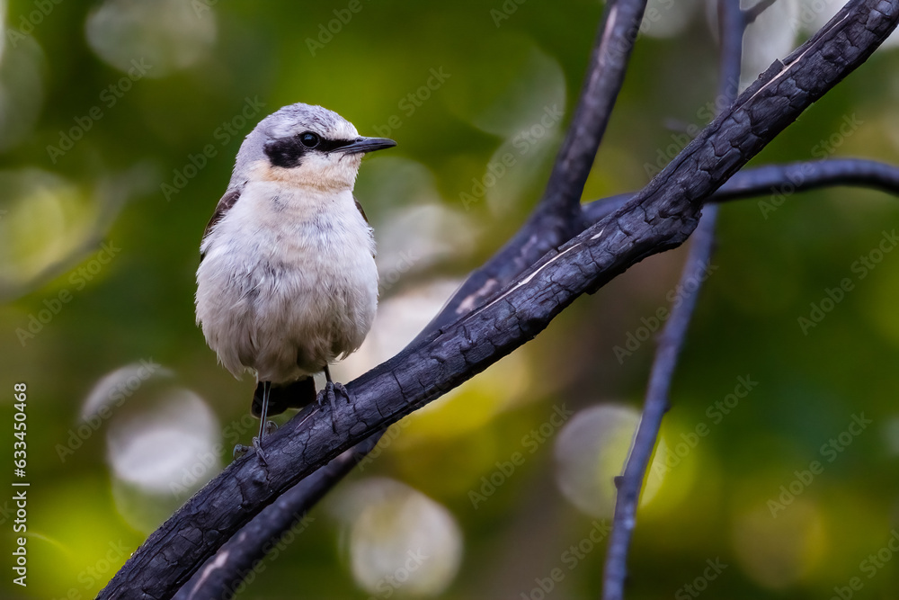 Fototapeta premium northern wheatear