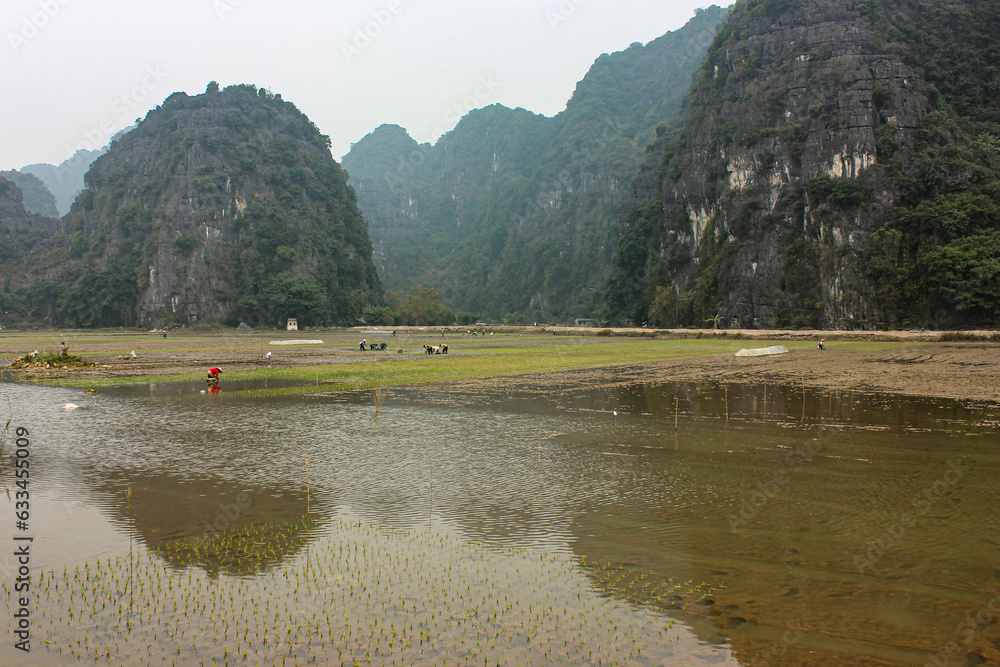 rice fields in the mountains, Vietnam rice fields in the mountains, Vietnam
