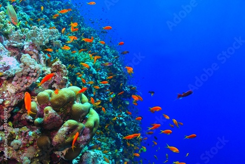 Fototapeta Naklejka Na Ścianę i Meble -  Beautiful orange, red and purple tropical fish on the healthy colorful underwater coral reef. Deep blue background, marine life, underwater photography. Tropical fish and corals. 
