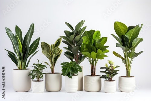 Plants in a white ceramic pot include the ficus lyrata  Sansevieria  pachira  zz zamioculcas zamiifolia  or zanzibar gem plant. There is a variety of species  and they are shown isolated on a white