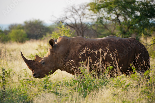 Southern white rhino  Ceratotherium simum  at Madikwe Game Preserve  South Africa