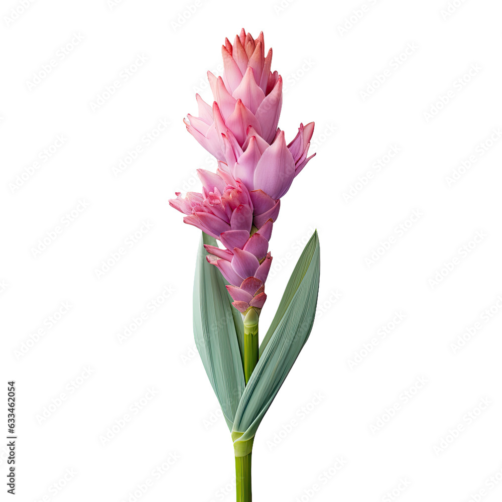 Gage Siam Tulip the lovely Thai flower