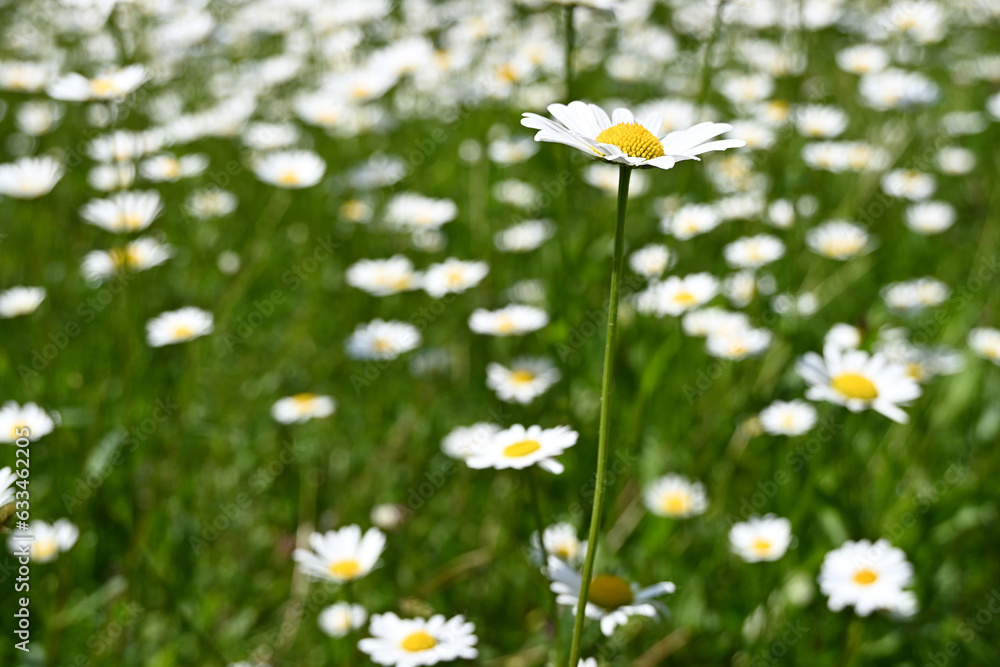 Daisy Daisy