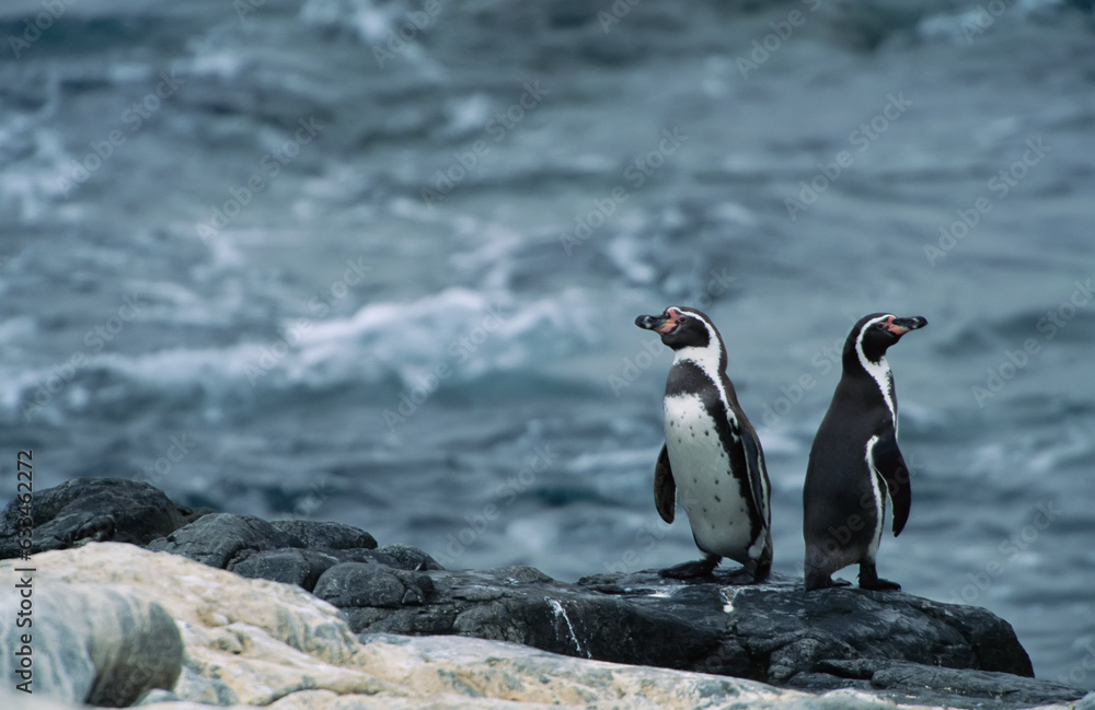 Fototapeta premium Two Peruvian, or Humboldt, penguins (Spheniscus humboldti) on a rocky shore in Pan de Azucar National Park; Chile