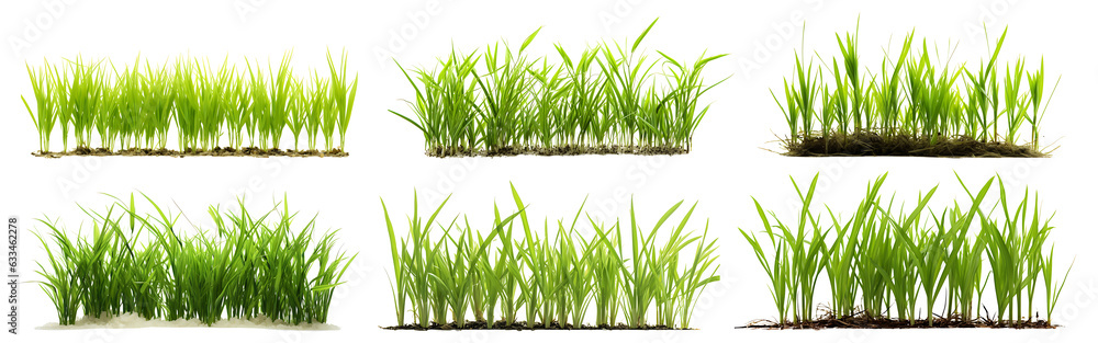 Small rice plants set on transparent background. Rice seedlings png bundle Small rice plants set on transparent background. Rice seedlings png bundle