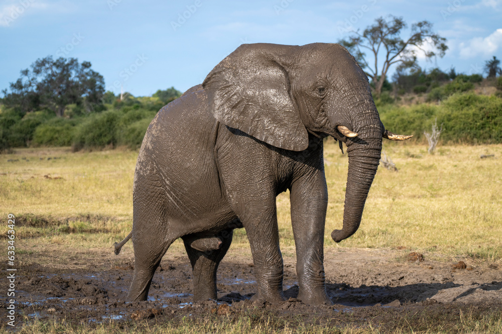 Portrait of African bush elephant (Loxodonta africana) covered in mud, standing on muddy ground on the savannah in Chobe National Park; Chobe, Botswana