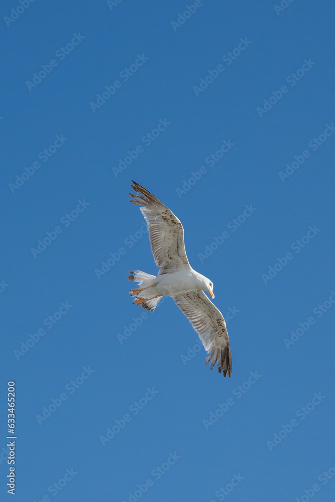 Obraz premium seagull in flight
