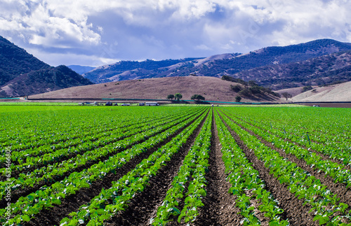 Field of Green