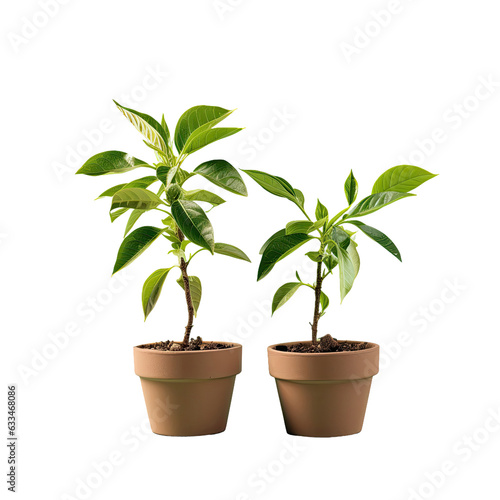 Closeup of young laurel trees in small flower pots