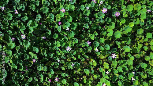 blooming pink lotus flower on green background. Colorful water lily or lotus flower. Far away is Ba Den mountain in Tay Ninh, Vietnam photo