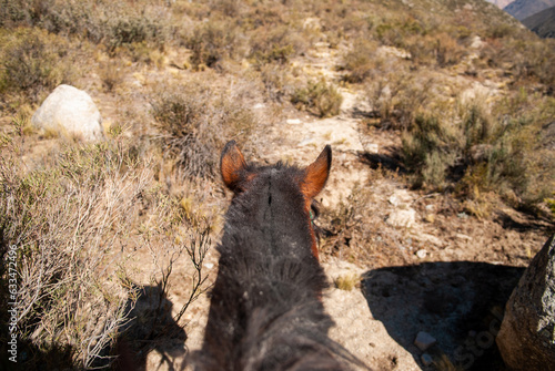 Close-up of Horse's head while riding outdoors (ID: 633472496)