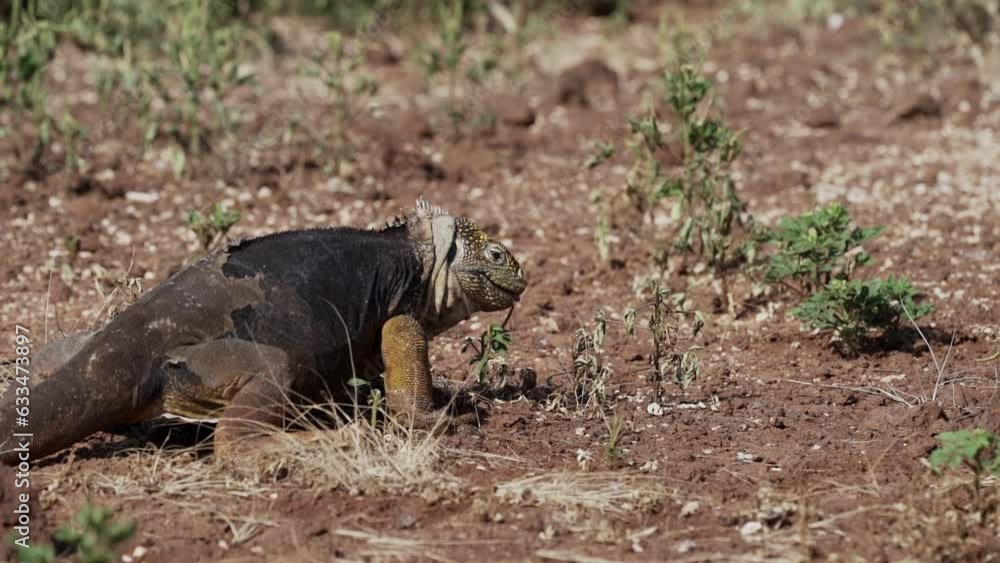 slow motion of a yellow galapagos land iguana, also know as Drusenkopf or Conolophus subcristatus is endemic to the Galapagos islands in Ecuador. slow motion of a yellow galapagos land iguana, also know as Drusenkopf or Conolophus subcristatus is endemic to the Galapagos islands in Ecuador.