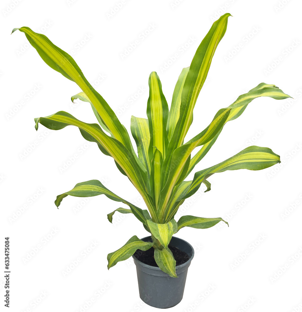 Pot de plante verte et jaune de dragonnier ( Dracaena Massangeana — free download