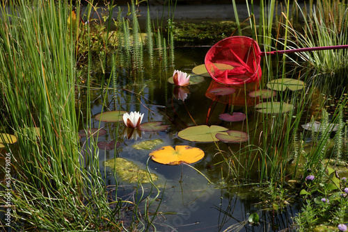 Dipping for pond life with a net.