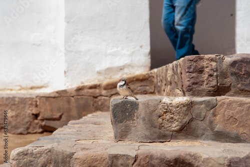 Closed plan of sparrow on stone staircase (ID: 633479646)