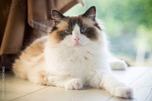 Beautiful young white purebred Ragdoll cat with blue eyes.