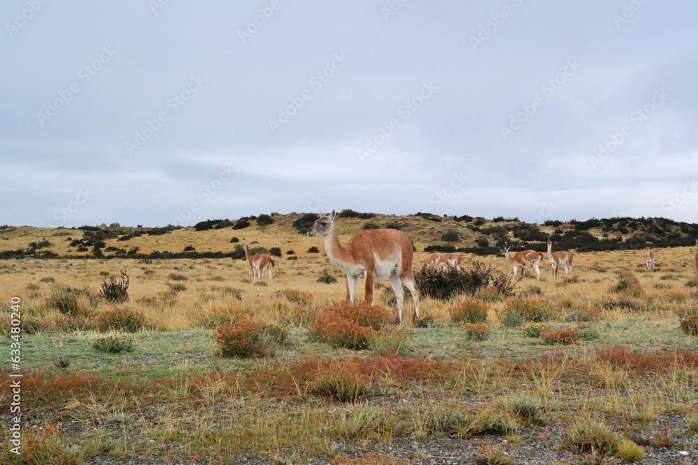 Fototapeta premium Llama en parque nacional torres del paine