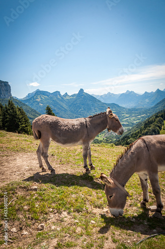   nes en alpage en Haute-Savoie