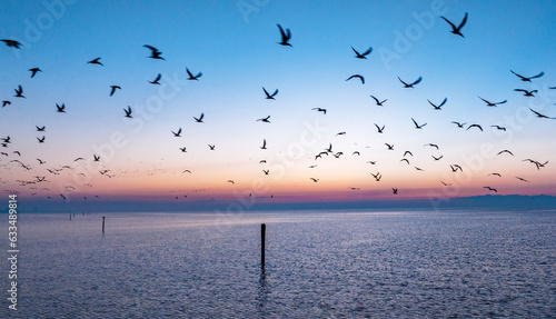 Seagulls at Sunrise in Gulfport, MS