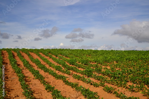 Campo de frijol, con sus hojas verdes destacándose sobre la tierra anaranjada y al fondo el cielo azul con nubes.
