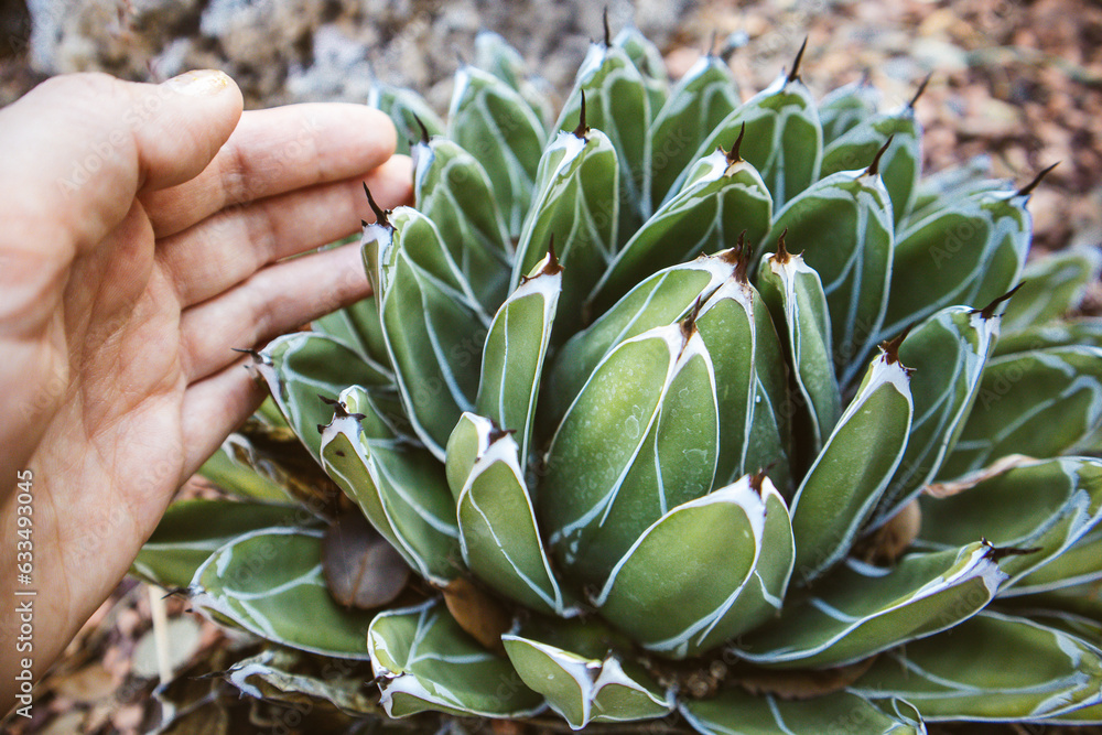 Fototapeta premium Queen Victoria cactus top view. Female hand touching gently a small, symmetrical, rosette of dark green foliage. Succulent home plant growing in a woods, forest, garden. Green agave plants outdoors.