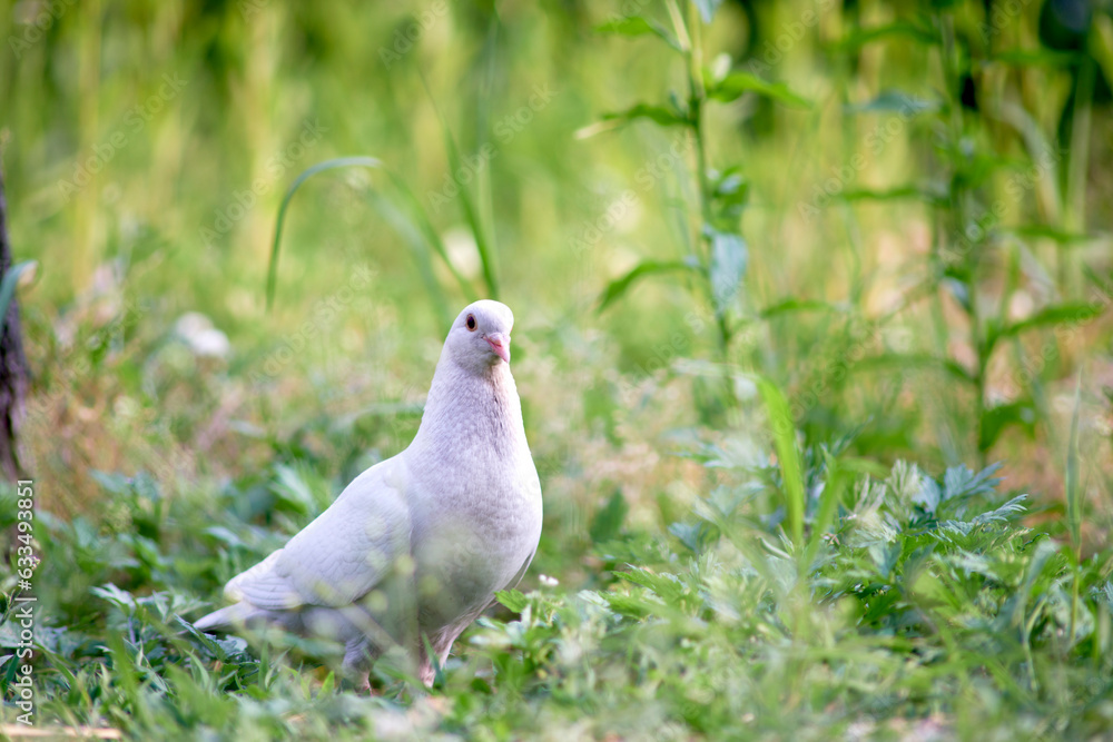 Obraz premium white dove/pigeon on the grass