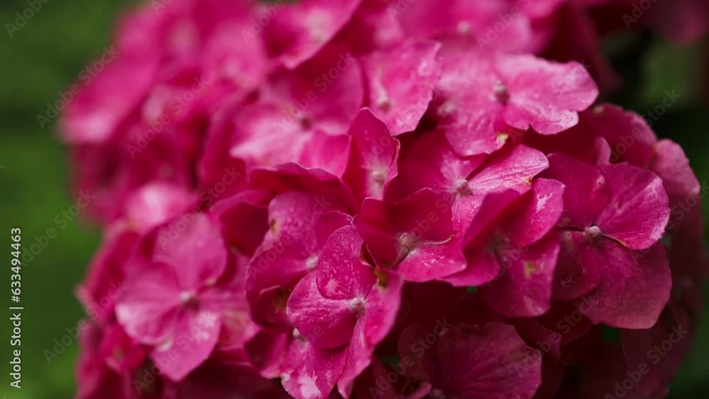 Pink and Red Hydrangea, macrophylla flowers, or hortensia, in a garden Pink and Red Hydrangea, macrophylla flowers, or hortensia, in a garden