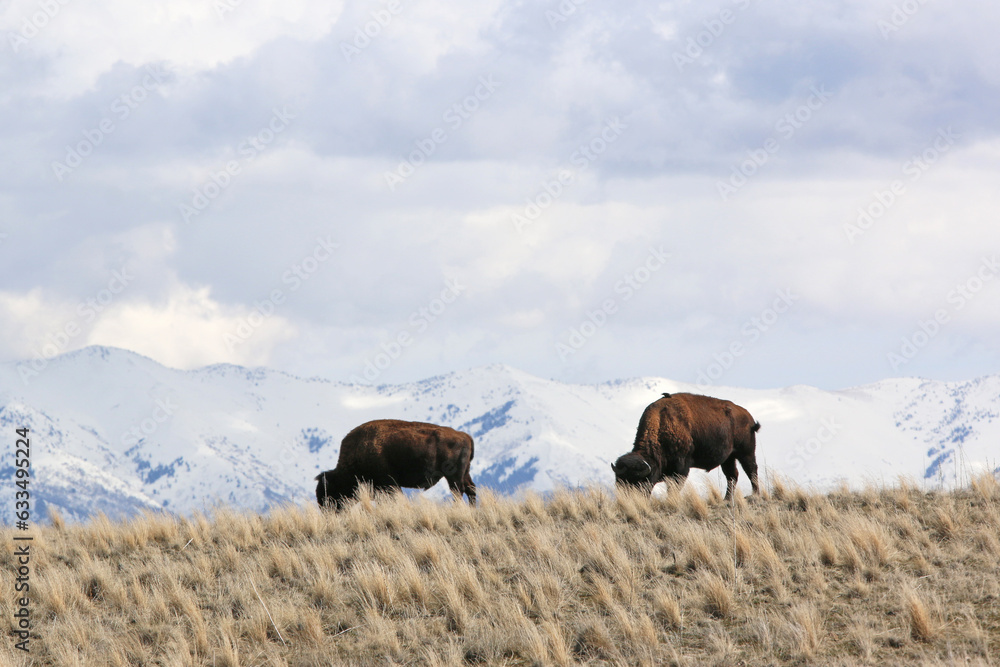 	
Bison on Antelope Island, Utah, in winter	