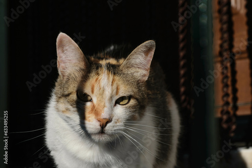 Cat looking at the camera with shadow on the right eye. © Carla Nascimento
