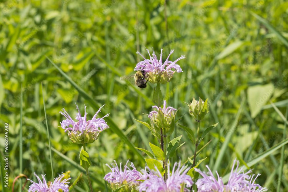 Brown belted bumblebee on a purple bee balm flower in the prairie on a summer day in Iowa. Brown belted bumblebee on a purple bee balm flower in the prairie on a summer day in Iowa.