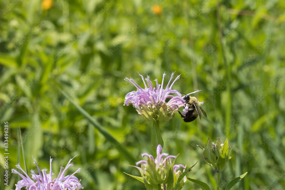 Brown belted bumblebee on a light purple bergamot flower in the prairie on a summer day in Iowa. Brown belted bumblebee on a light purple bergamot flower in the prairie on a summer day in Iowa.