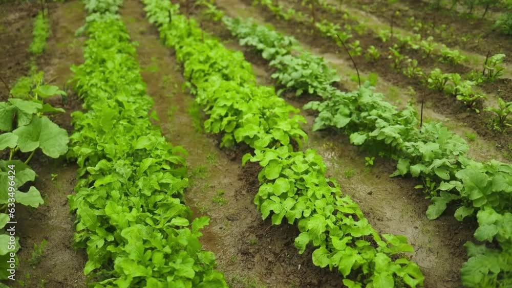 Radish plant growing in soil in garden. High quality FullHD footage Radish plant growing in soil in garden. High quality FullHD footage
