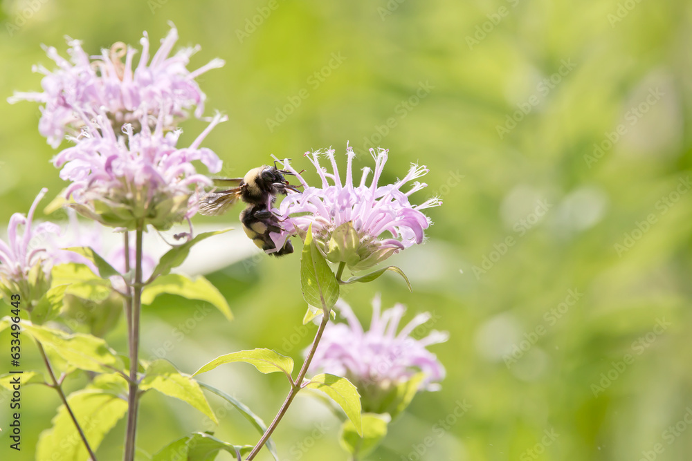 Bee on a bergamot flower in a prairie on a summer day in Iowa, closeup photo. Bee on a bergamot flower in a prairie on a summer day in Iowa, closeup photo.