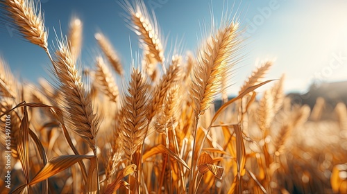 Field of wheat agriculture in summer.