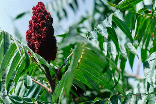 A tall ornamental plant Rhus typhina, a red flower of the sumac tree. The red flower of the sumac tree. Horned sumac, or fluffy sumac, vinegar tree photo