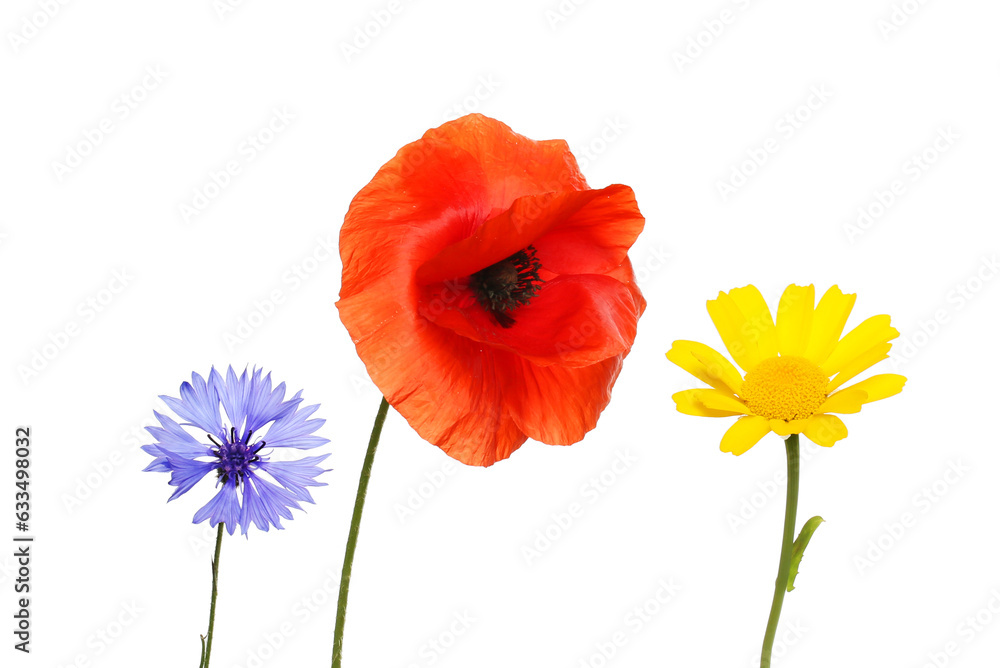 Obraz premium Cornflower, poppy and corn marigold