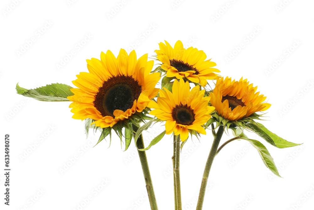 Obraz premium Group of sunflowers