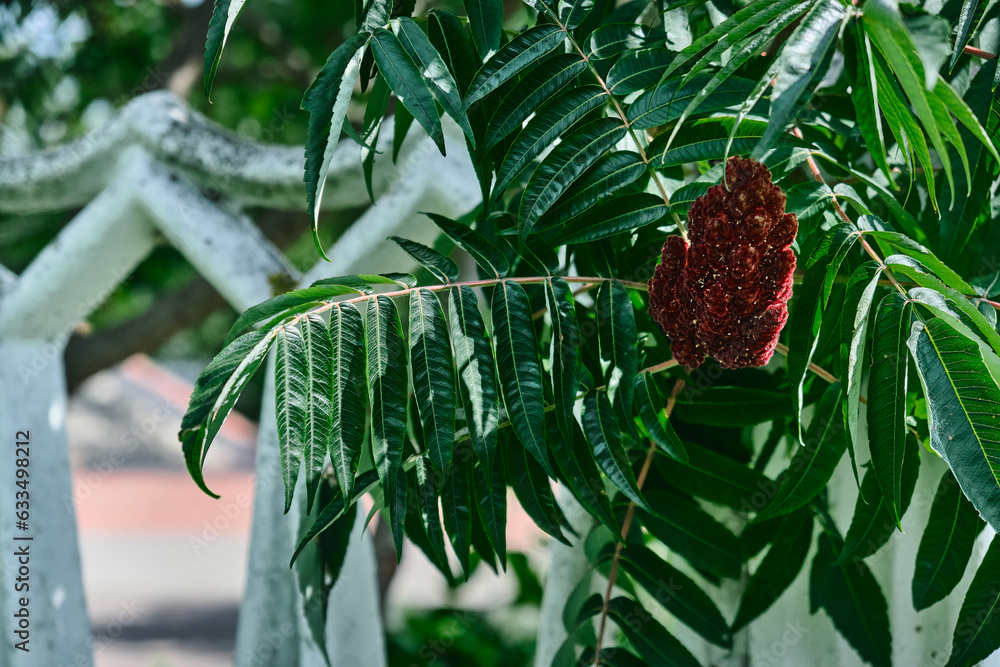 A tall ornamental plant Rhus typhina, a red flower of the sumac tree