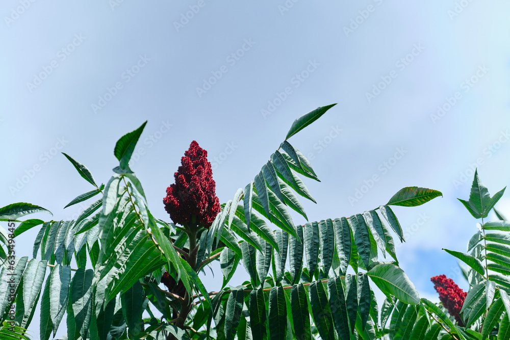 A tall ornamental plant Rhus typhina, a red flower of the sumac tree
