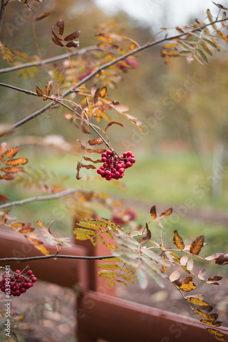 Autumn rowanberry 