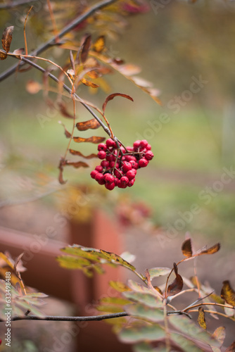 Autumn rowanberry 
