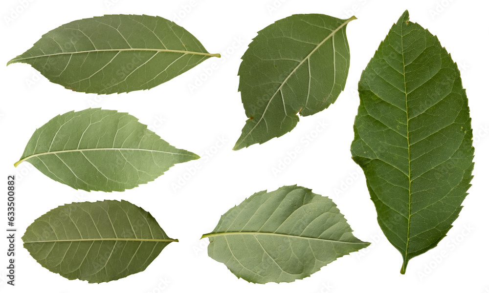 Collection of different green leaves isolated on transparent background. Collection of different green leaves isolated on transparent background.