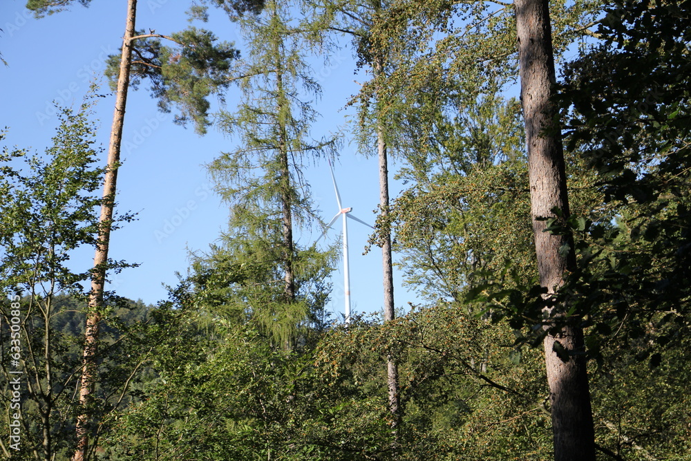 Fototapeta premium waldwind2