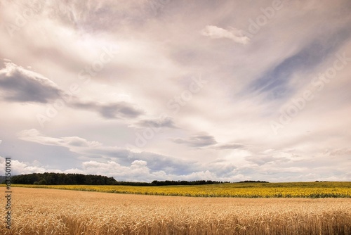 Słoneczniki