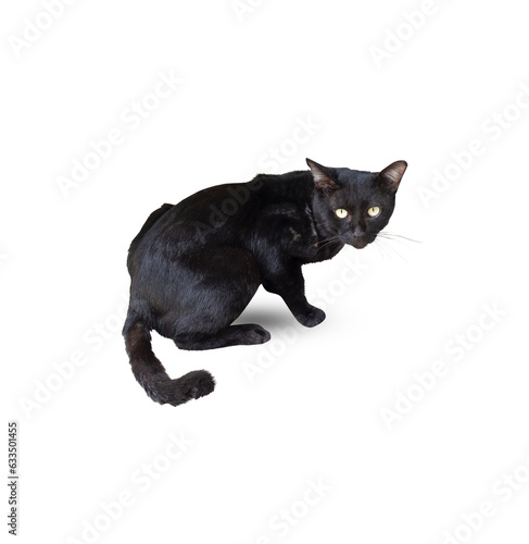 Stray black cat (squat) isolated on white background